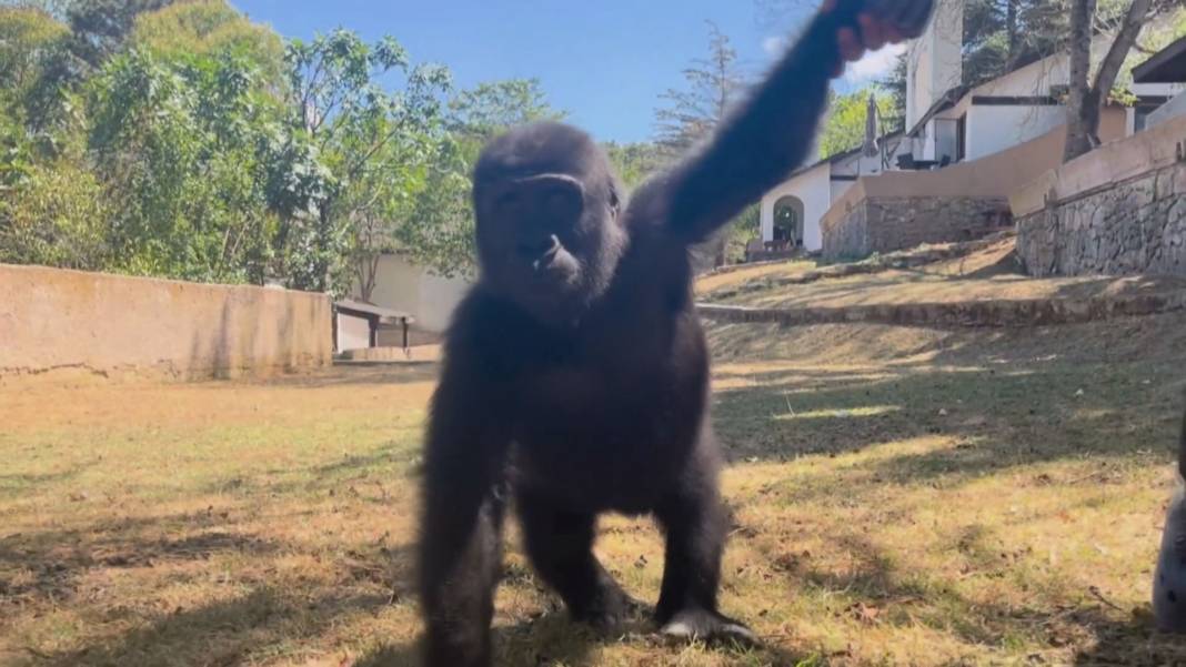Zeytin için dönüş vakti: Kaçak taşınan goril Nijerya'ya gidiyor 2