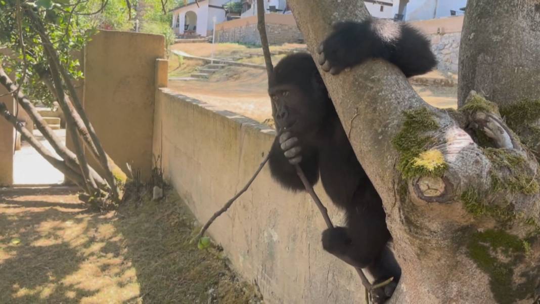 Zeytin için dönüş vakti: Kaçak taşınan goril Nijerya'ya gidiyor 1