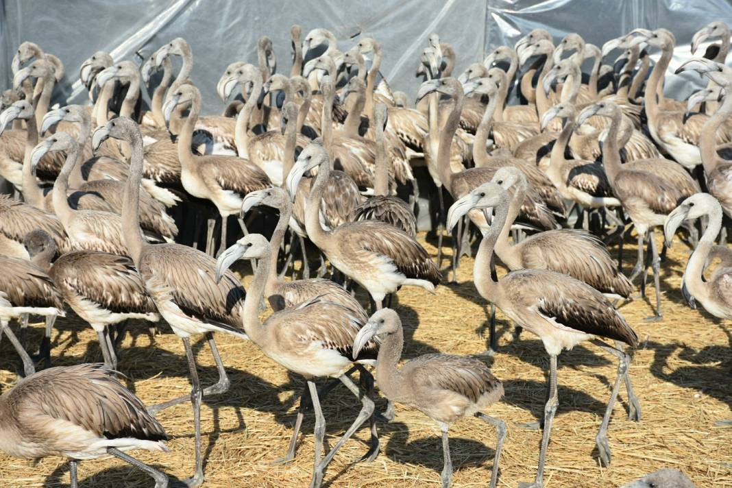 Kuş Cenneti’nde 500 flamingoya halkalama 1