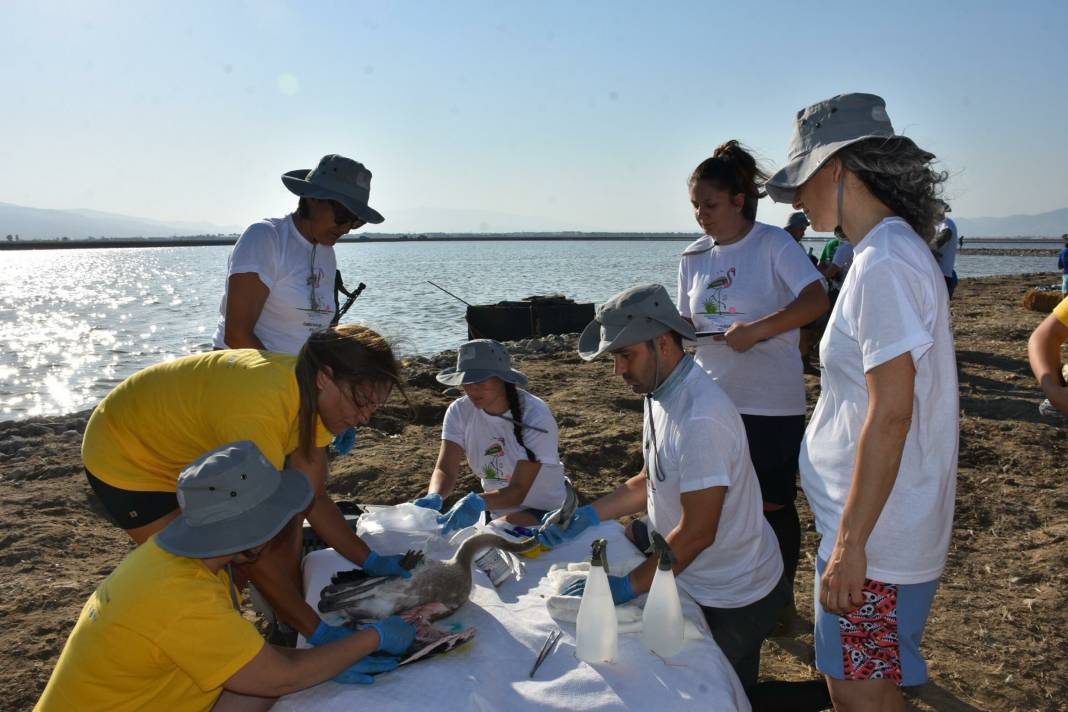 Kuş Cenneti’nde 500 flamingoya halkalama 5