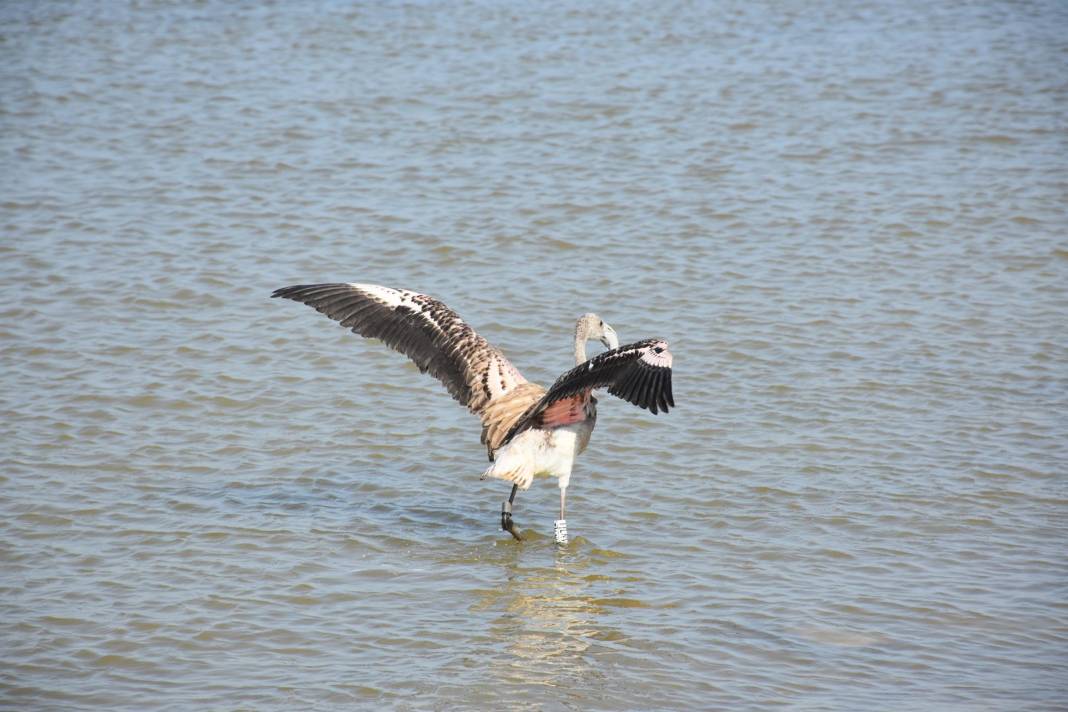 Kuş Cenneti’nde 500 flamingoya halkalama 8