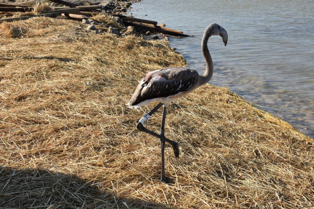 Kuş Cenneti’nde 500 flamingoya halkalama 4