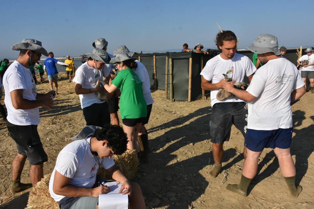 Kuş Cenneti’nde 500 flamingoya halkalama 3