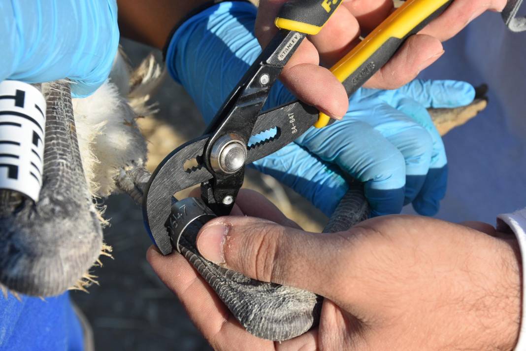 Kuş Cenneti’nde 500 flamingoya halkalama 2