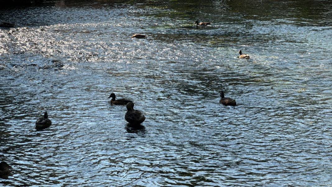 Kadın Azmağı’nda kuraklık kabusu! Su seviyesi 35 santimetre düştü 2