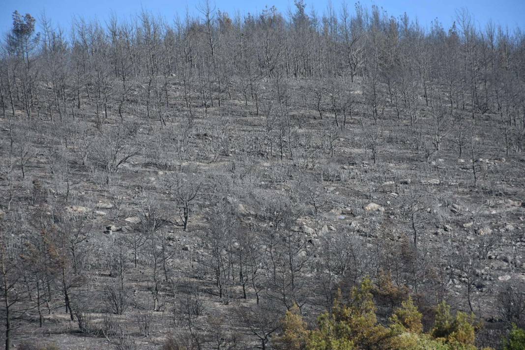 Orman yangınları için felaket senaryosu! Uzman isim gün verdi 4