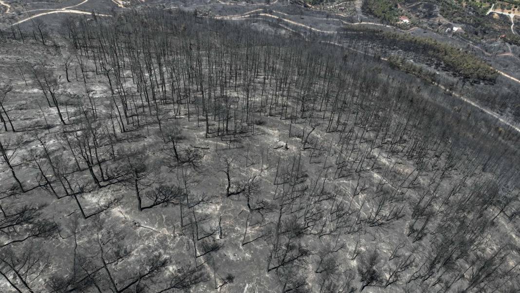 Orman yangınları için felaket senaryosu! Uzman isim gün verdi 3