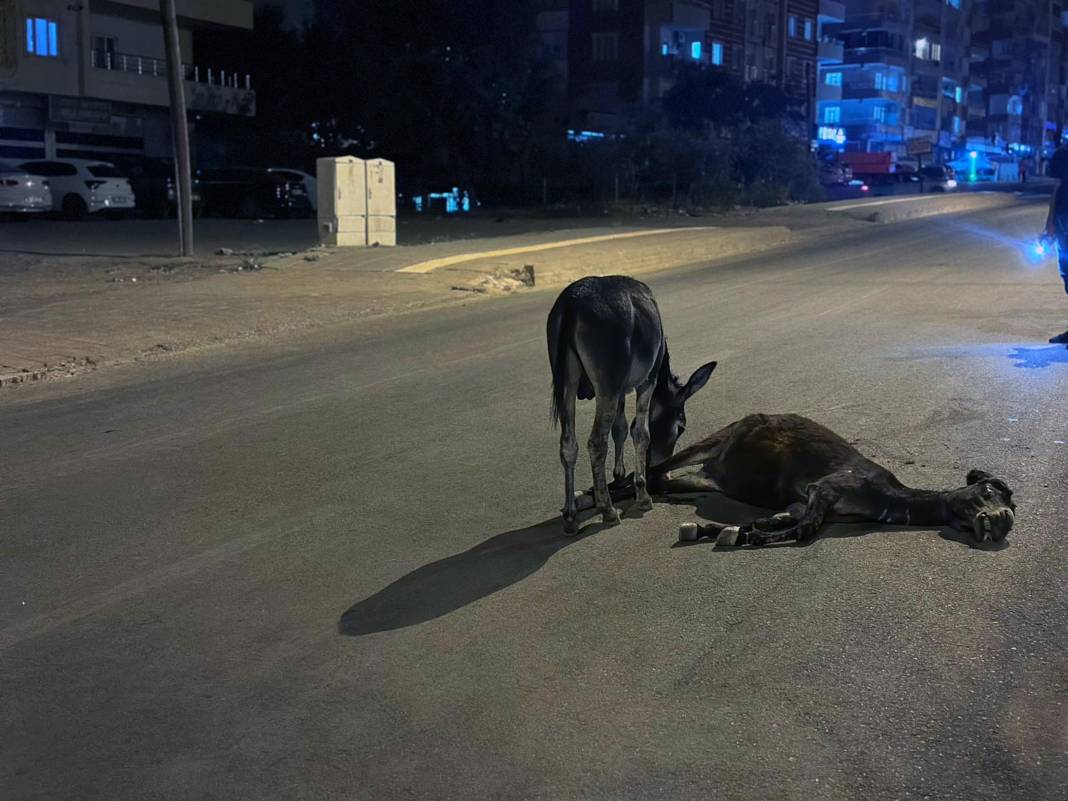 Otomobilin çarptığı eşek öldü! Yavrusu annesinin başından ayrılmadı 1