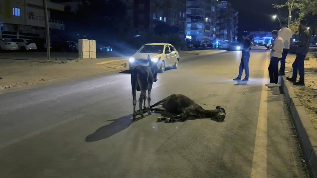 Otomobilin çarptığı eşek öldü! Yavrusu annesinin başından ayrılmadı 3