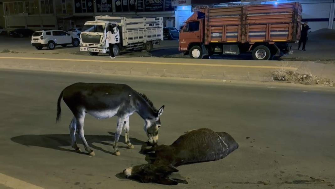 Otomobilin çarptığı eşek öldü! Yavrusu annesinin başından ayrılmadı 5