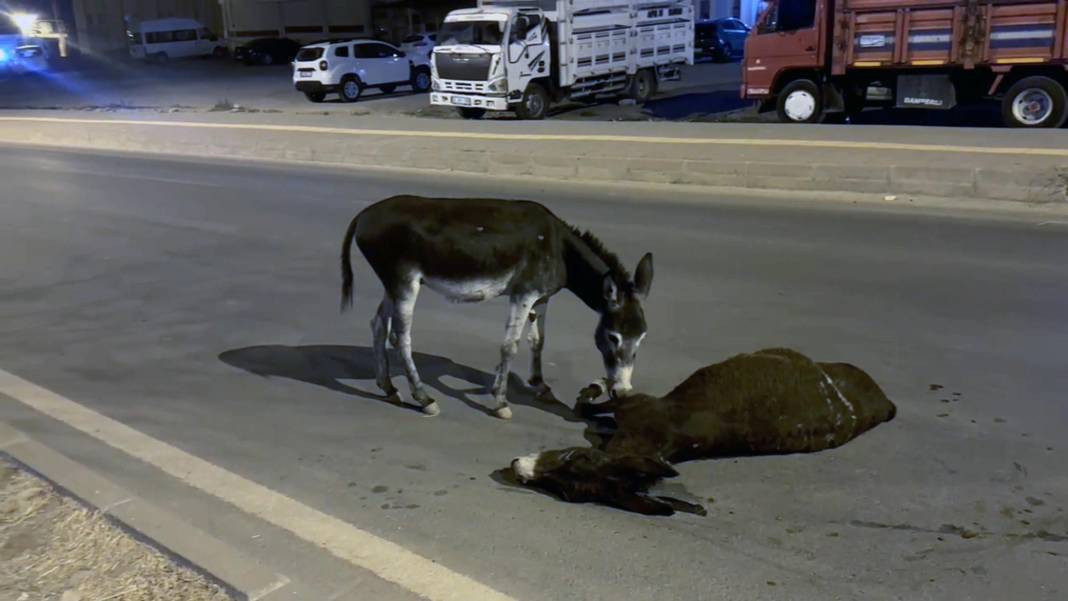 Otomobilin çarptığı eşek öldü! Yavrusu annesinin başından ayrılmadı 4