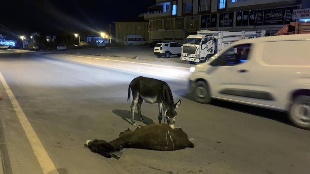 Otomobilin çarptığı eşek öldü! Yavrusu annesinin başından ayrılmadı 6