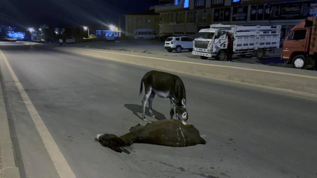 Otomobilin çarptığı eşek öldü! Yavrusu annesinin başından ayrılmadı 7