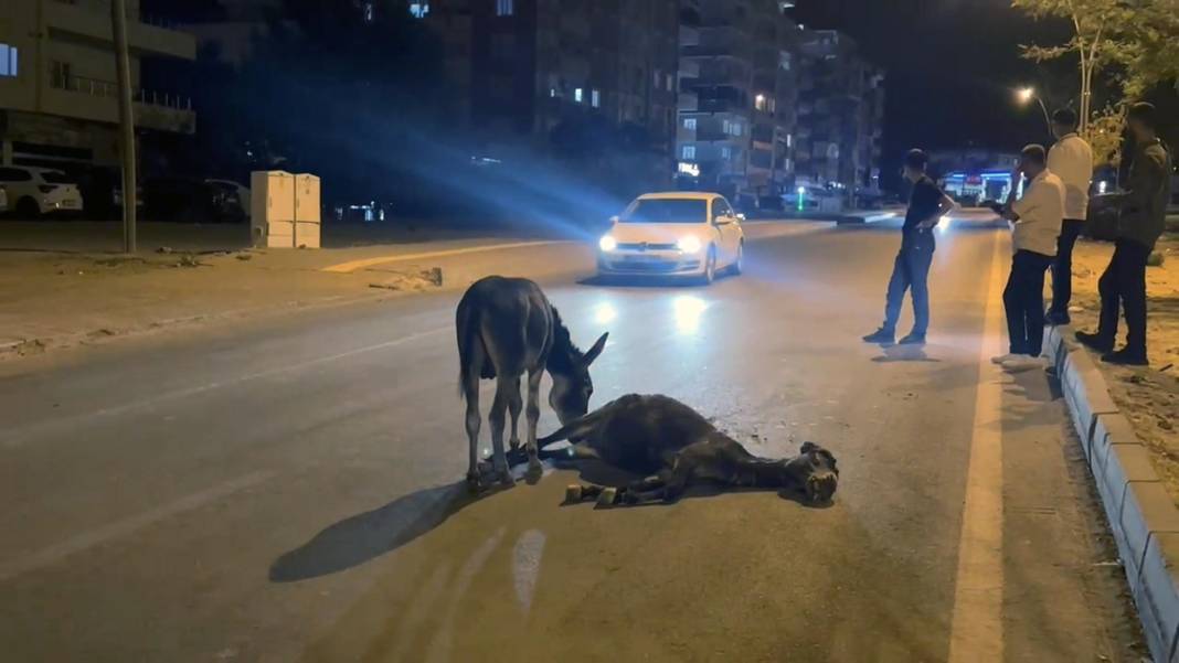 Otomobilin çarptığı eşek öldü! Yavrusu annesinin başından ayrılmadı 2