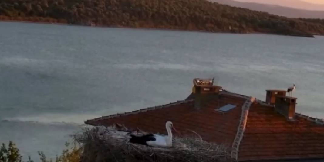 Yaren leyleğin huzursuz bekleyişi! Depremi hissettiği anlar kamerada 2