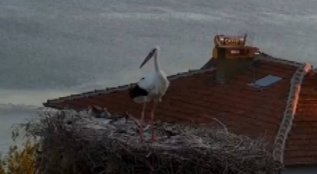 Yaren leyleğin huzursuz bekleyişi! Depremi hissettiği anlar kamerada 5