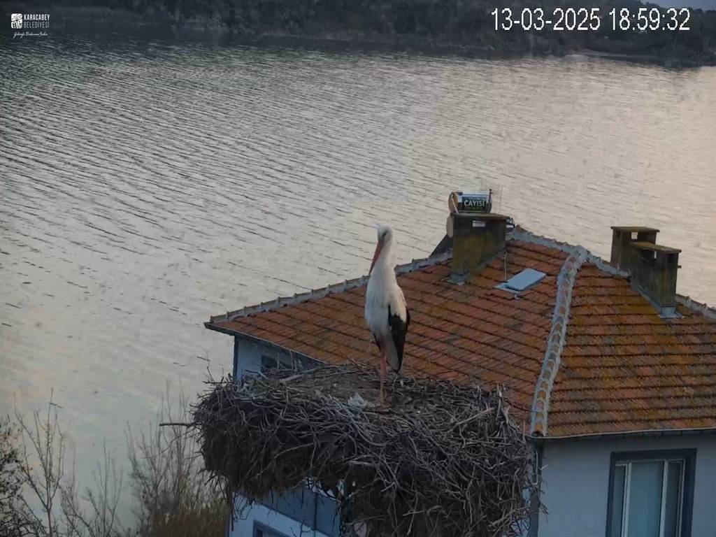 Yaren leyleğin huzursuz bekleyişi! Depremi hissettiği anlar kamerada 4