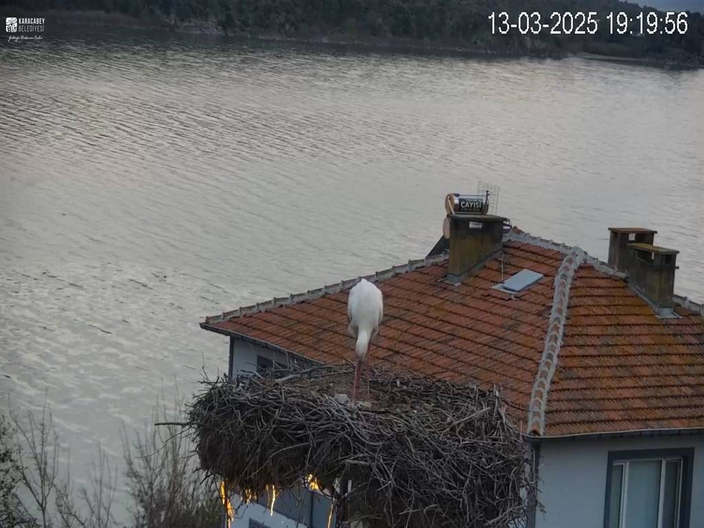 Yaren leyleğin huzursuz bekleyişi! Depremi hissettiği anlar kamerada 1
