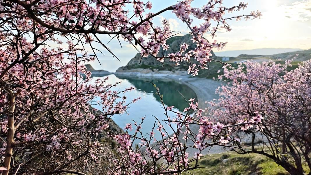 Adilcevaz'da açan badem çiçeklerinin Van Gölü ile birleşen manzarası herkesi büyüledi 14