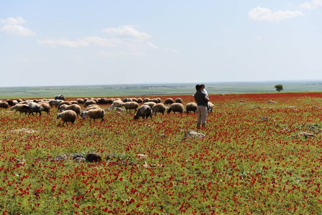 Siverek'te gelincik masalı: Her yer kırmızıya büründü, manzarayı görmek için kilometrelerce yol gittiler 1