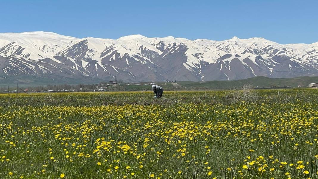 Tepelerde kar, ovada sarı çiçek: Bu manzara yılda sadece birkaç hafta sürüyor 9