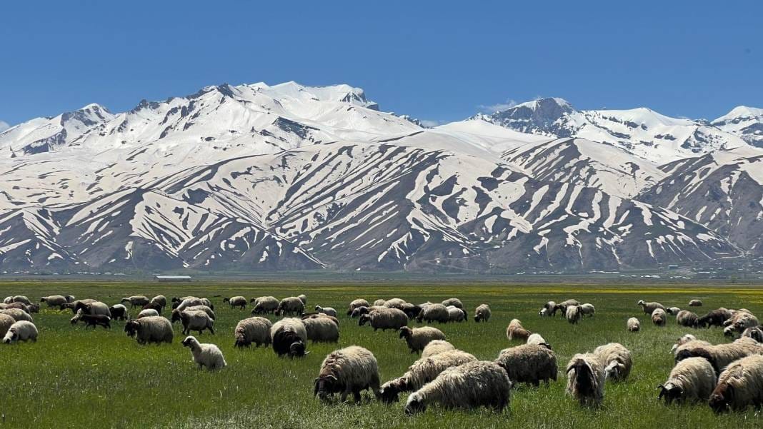 Tepelerde kar, ovada sarı çiçek: Bu manzara yılda sadece birkaç hafta sürüyor 10