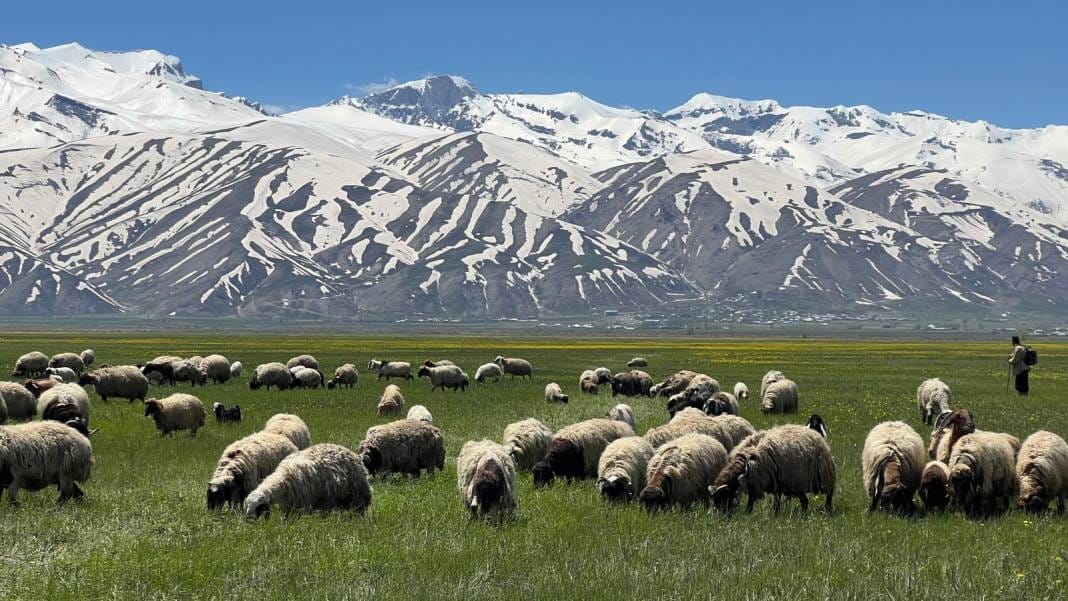 Tepelerde kar, ovada sarı çiçek: Bu manzara yılda sadece birkaç hafta sürüyor 8