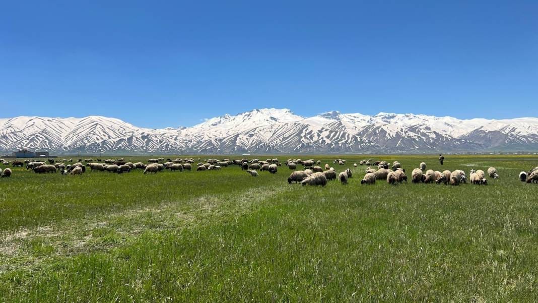 Tepelerde kar, ovada sarı çiçek: Bu manzara yılda sadece birkaç hafta sürüyor 7