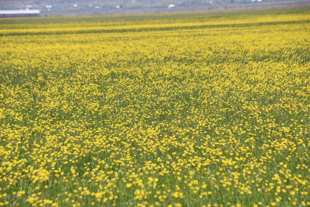 Tepelerde kar, ovada sarı çiçek: Bu manzara yılda sadece birkaç hafta sürüyor 2