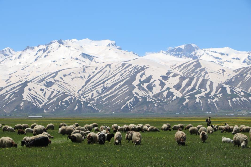Tepelerde kar, ovada sarı çiçek: Bu manzara yılda sadece birkaç hafta sürüyor 4