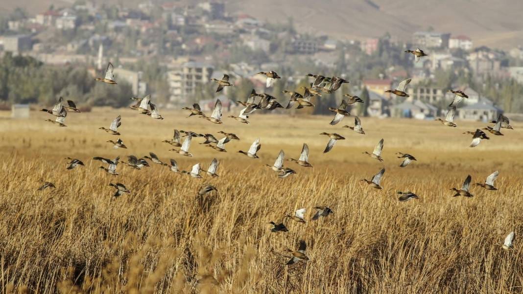 Karlar eridi, sazlık şenlendi: Hakkari'nin gizli cenneti 250 kuş türüne ev sahipliği yapıyor 5
