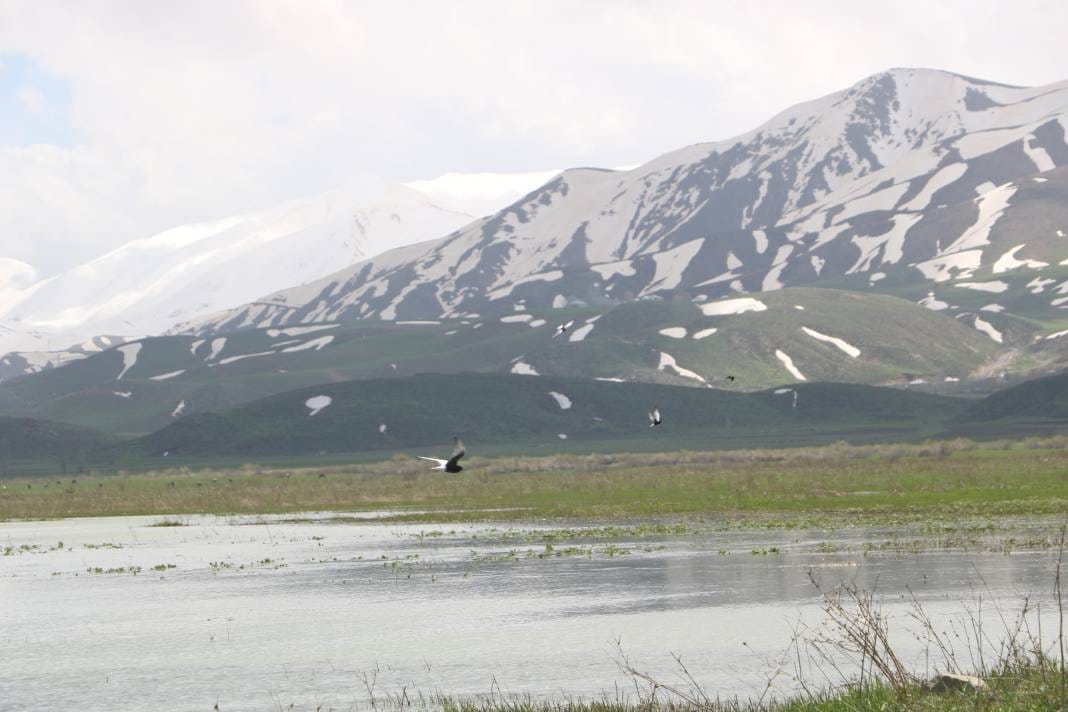 Karlar eridi, sazlık şenlendi: Hakkari'nin gizli cenneti 250 kuş türüne ev sahipliği yapıyor 1