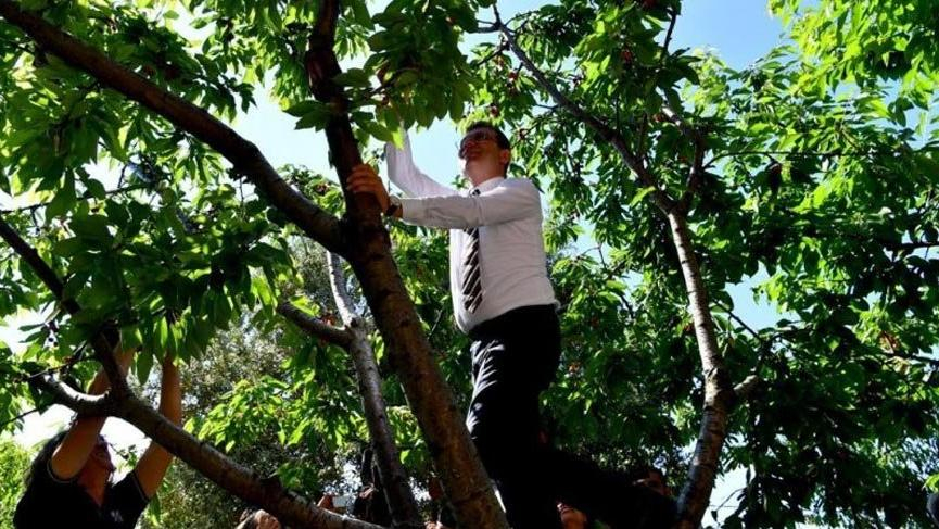 Ekrem İmamoğlu gazeteciler için kiraz topladı 1