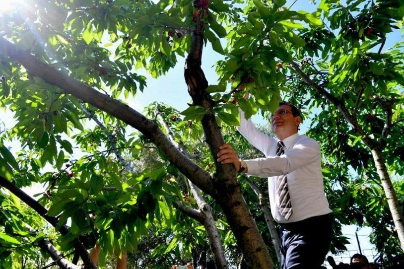 Ekrem İmamoğlu gazeteciler için kiraz topladı 4