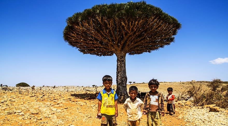 Özellikleriyle şaşırtan Sokotra'nın 'Ejderin Kanı Ağacı' 7