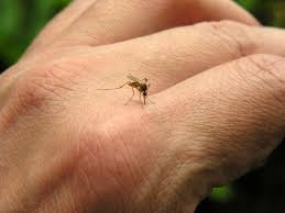 Sivrisinekler en çok kimlere gider? İşte riskli kan grubu! 1