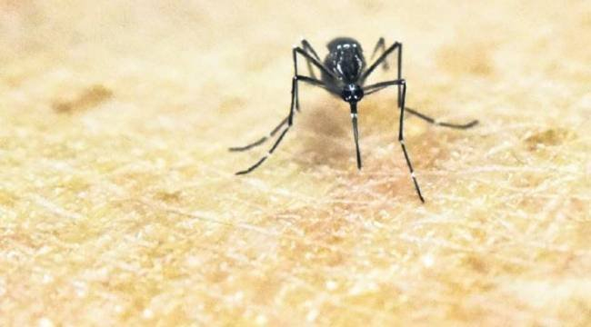 Sivrisinekler en çok kimlere gider? İşte riskli kan grubu! 3