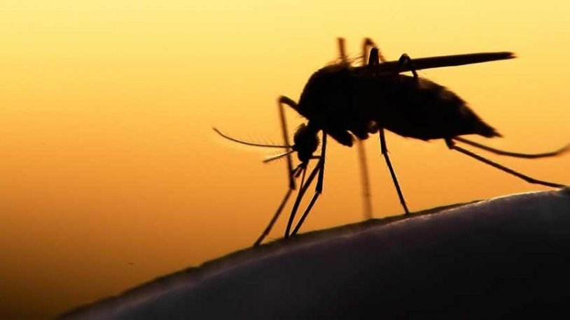 Sivrisinekler en çok kimlere gider? İşte riskli kan grubu! 4