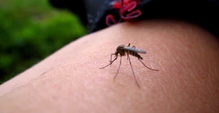 Sivrisinekler en çok kimlere gider? İşte riskli kan grubu! 5