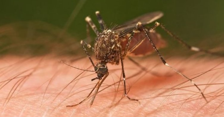 Sivrisinekler en çok kimlere gider? İşte riskli kan grubu! 6