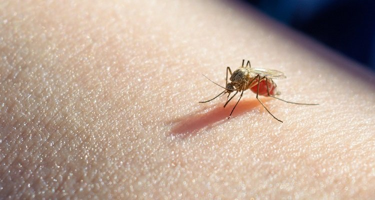Sivrisinekler en çok kimlere gider? İşte riskli kan grubu! 7