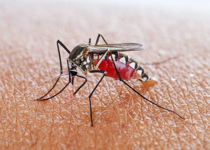 Sivrisinekler en çok kimlere gider? İşte riskli kan grubu! 8