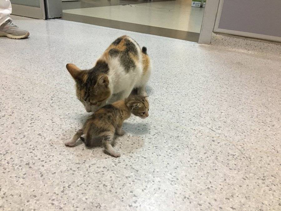 Anne kedi yavrusunu tedavi için bir hastanenin acil servisine götürdü 1
