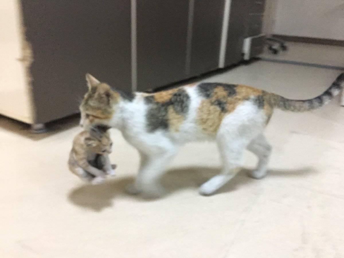 Anne kedi yavrusunu tedavi için bir hastanenin acil servisine götürdü 2