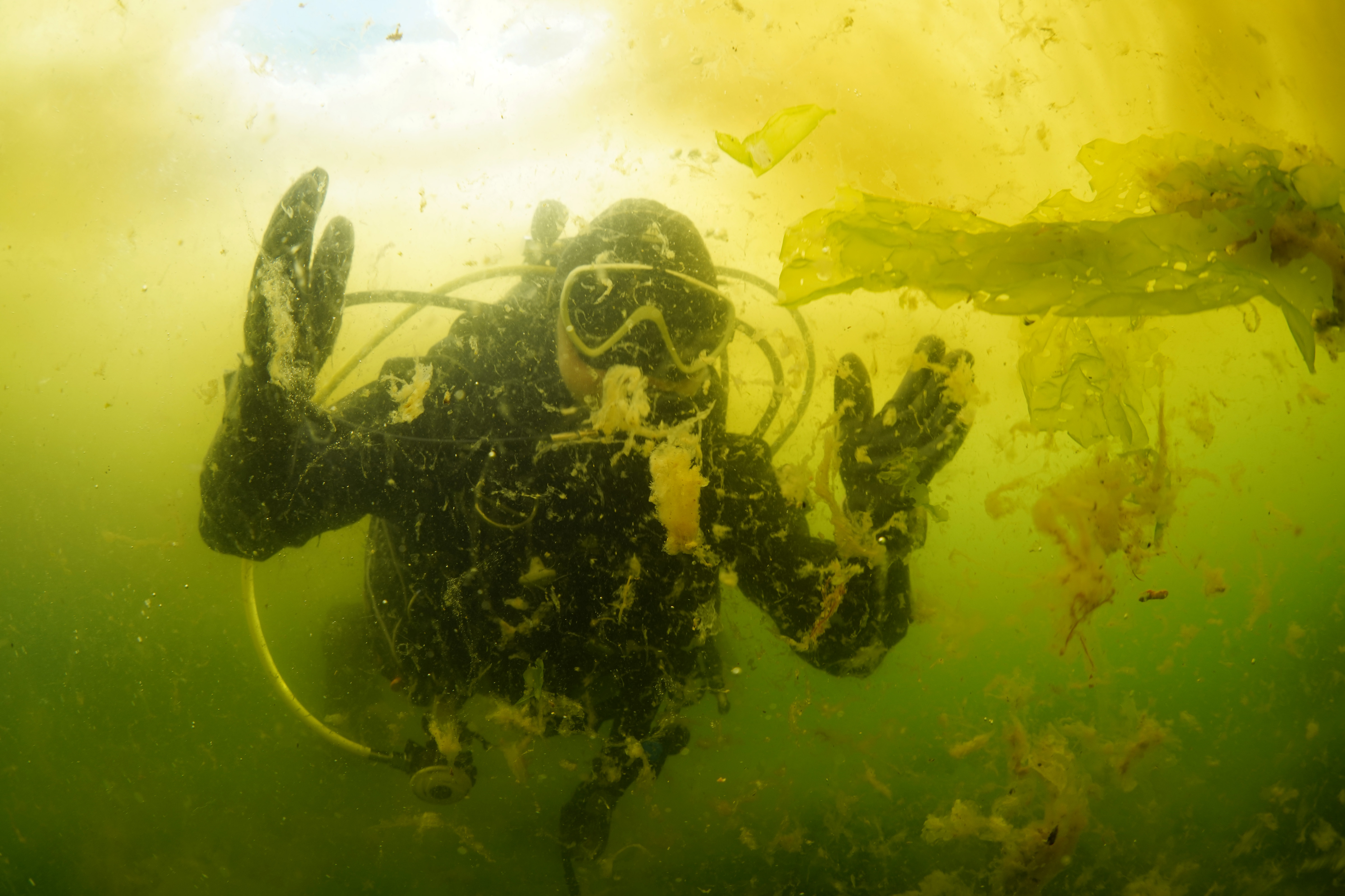 Marmara Denizi'ndeki salya, su altını da sardı