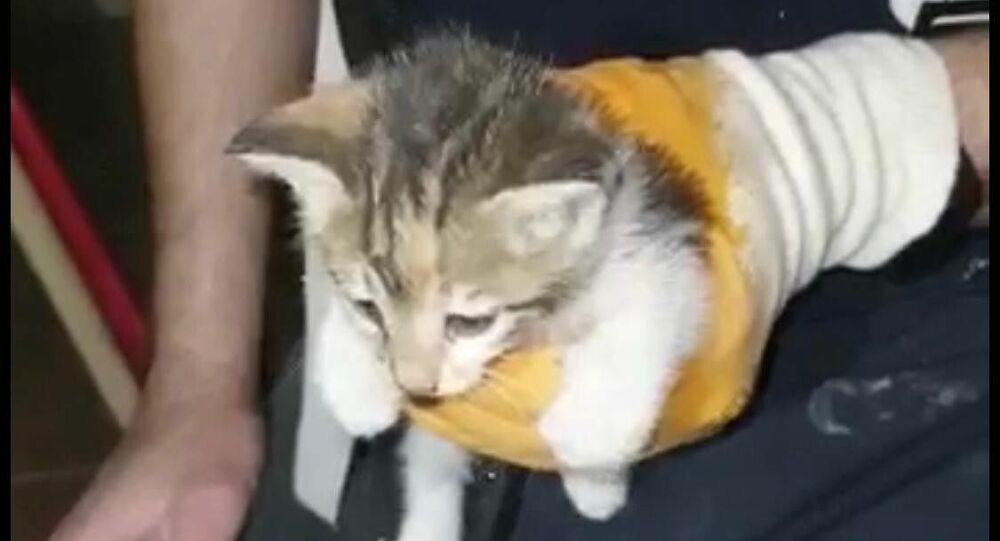 Su borusuna sıkışan yavru kediyi itfaiye kurtardı