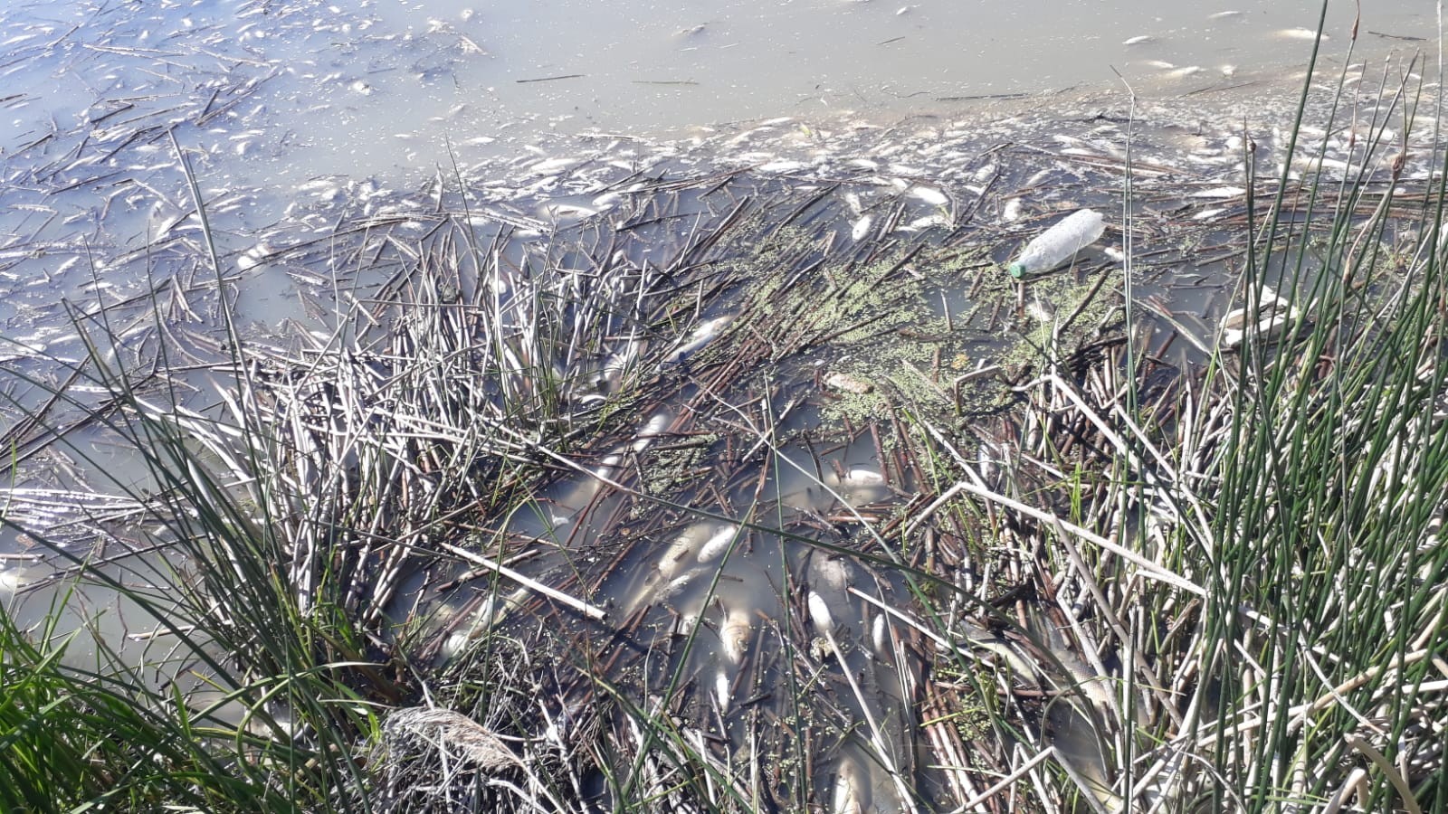 Karasu’da binlerce balık telef oldu