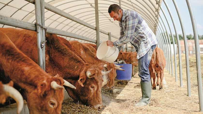 Hayvancılık işletmelerini destekleme kararı Resmi Gazete'de