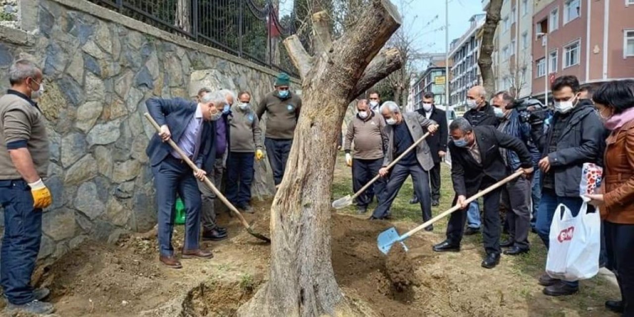 Asırlık Zeytin ağaçları İstanbul'da yeniden hayat buldu