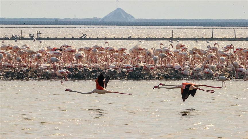 'Flamingo adası' binlerce allı turnaya kucak açtı
